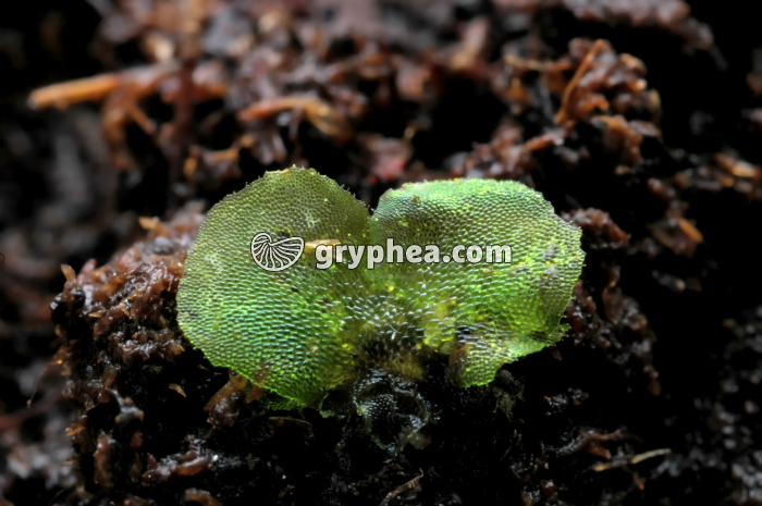 Prothalle - gryphea.com